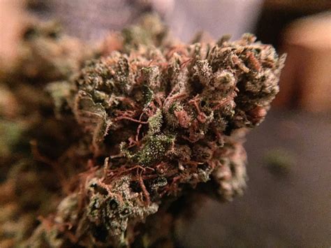 pink rolex strain|Rollex OG Kush Marijuana Strain Information & Reviews .